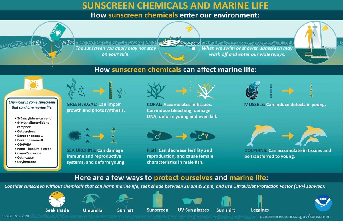 Infographic showing how sunscreen chemicals can enter the ocean and affect marine life (NOAA Ocean Service).